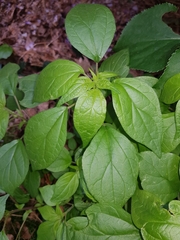 Parietaria officinalis