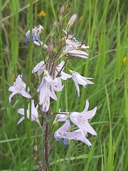 Campanula rapunculus
