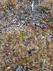 Drosera stenopetala