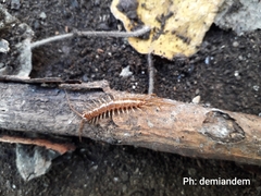 Lithobiomorpha