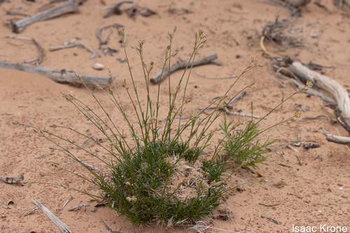 Image of Eremogone eastwoodiae by (c) Isaac Krone, some rights reserved (CC BY)
