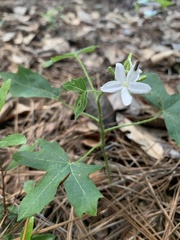 Cnidoscolus stimulosus