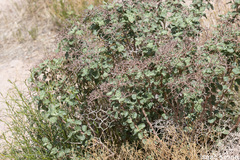 Eriogonum corymbosum