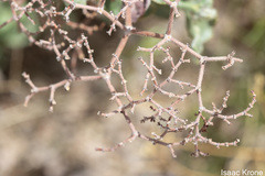 Eriogonum corymbosum