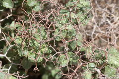 Eriogonum corymbosum