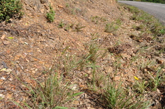 Andropogon distachyos