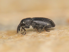 Magdalis