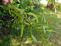 Salix lasiandra caudata