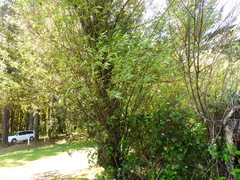 Salix lasiandra caudata