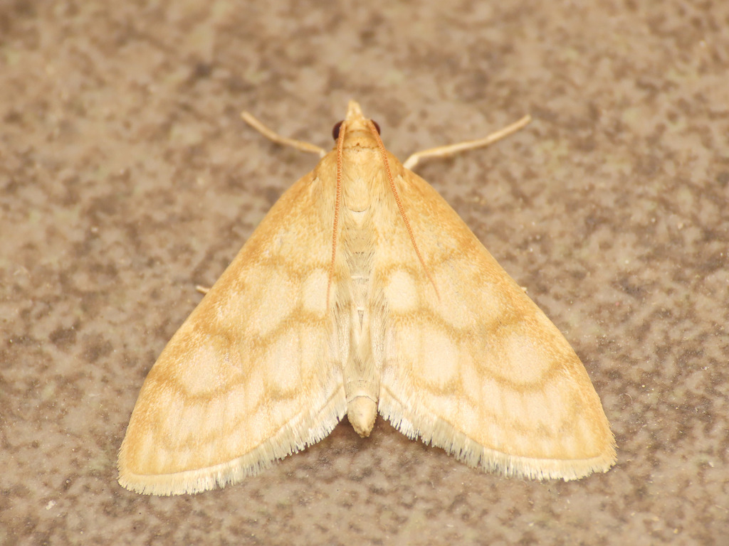 Scarce Straw Pearl