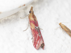 Ancylosis cinnamomella