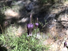 Clematis hirsutissima