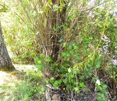 Salix lasiandra caudata