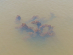Ceratophyllum demersum