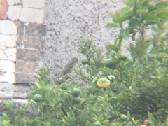 Piranga ludoviciana