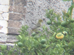 Piranga ludoviciana