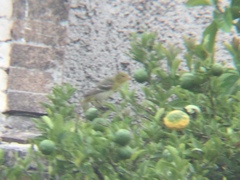 Piranga ludoviciana