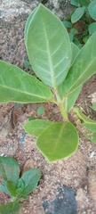 Calotropis procera