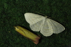 Scopula caricaria