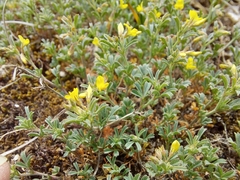Medicago rupestris