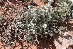 Oreocarya flavoculata