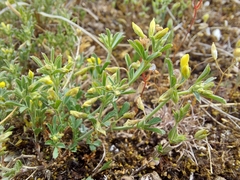 Medicago rupestris