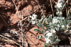 Oreocarya flavoculata