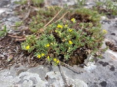 Medicago rupestris