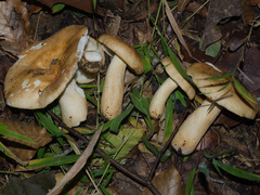 Russula ballouii
