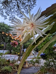 Epiphyllum hookeri