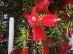 Melaleuca citrina