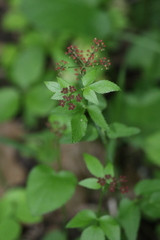 Thaspium trifoliatum trifoliatum