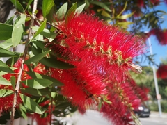 Melaleuca citrina