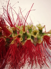 Melaleuca citrina