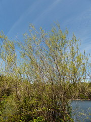 Salix exigua hindsiana