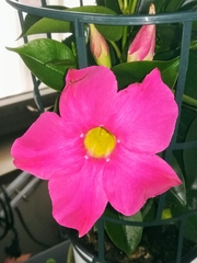 Mandevilla