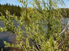 Salix exigua hindsiana