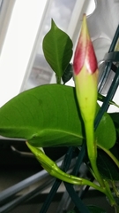 Mandevilla