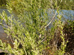 Salix exigua hindsiana