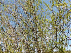 Salix exigua hindsiana