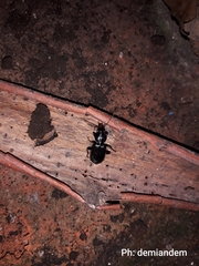 Carabidae