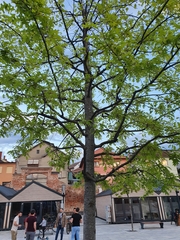 Magnoliopsida