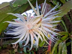 Epiphyllum hookeri