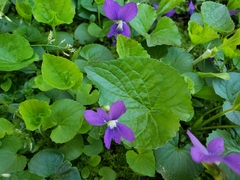 Viola