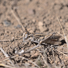 Psoloessa delicatula