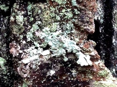 Hypotrachyna showmanii