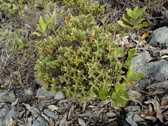 Veronica albicans