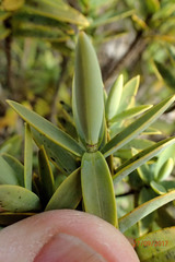 Veronica albicans