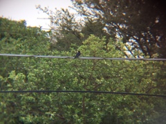 Hirundo rustica