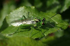 Rhogogaster viridis